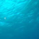 The BlueGreen underwater by Louis Delos Angeles