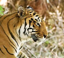 The Gaze by Ravi Chandra