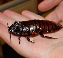 Giant Madagasca Hissing Cockroach by AnnDixon