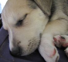 sleeping izzie by gabbielizzie