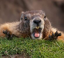 Marmot Surprise by Rodney55