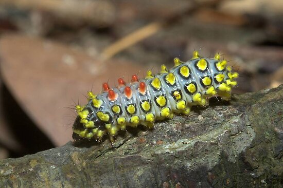 Exotic Caterpillars