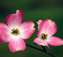 Take My Hand by LeeAnne Emrick