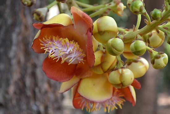 Shiva Flower