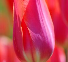 On the Brink of Pink by Tina Longwell