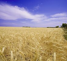 Amber Waves of Grain by StonePics