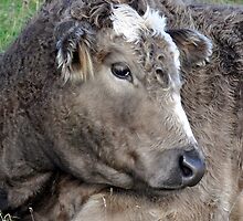 Bashful Bull by GillBell