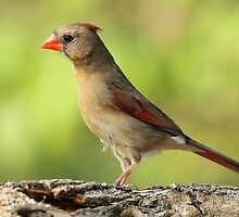 Pretty Cardinal by Gregg Williams