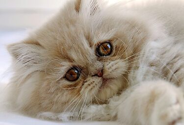 You had me at 'meow' by micklyn