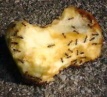 Ants On An Apple Core by Robert Phillips