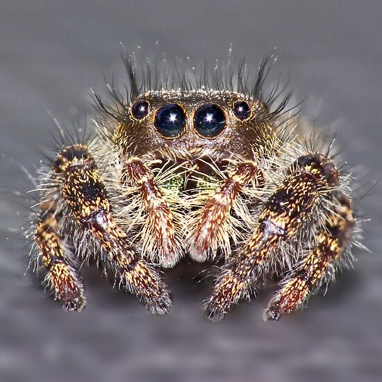 California Jumping Spider