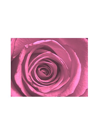 hot pink rose petals. Hot Pink Rose by Stephen