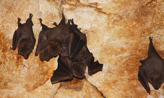 Pictures Of Fruit Bats. Fruit Bats by jdmphotography