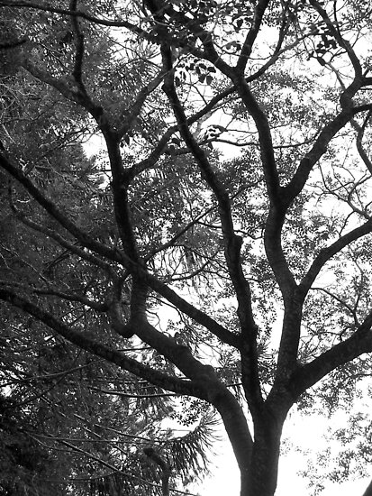 black and white tree photos. Black and white tree by