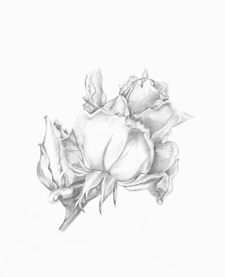 black and white rose drawing. Tags: lack and white roses,