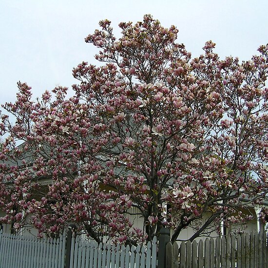 magnolia tree. Magnolia Tree by Jan