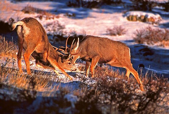 Pics Of Deer Fighting. FIGHTING MULE DEER BUCKS by