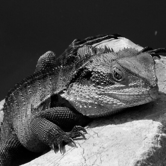 Black And White Dragon. Water Dragon in Black amp; White