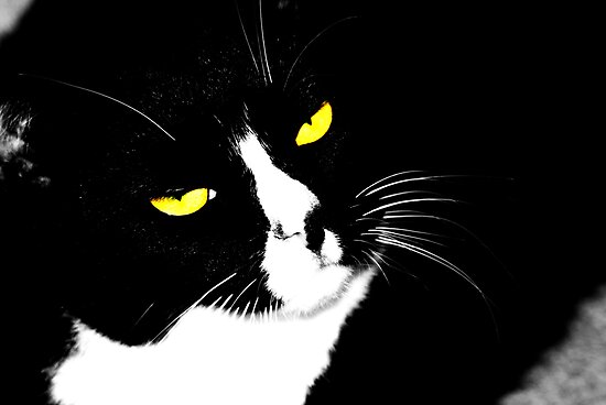 black and white cat pictures. Cartoon Black and White Cat by