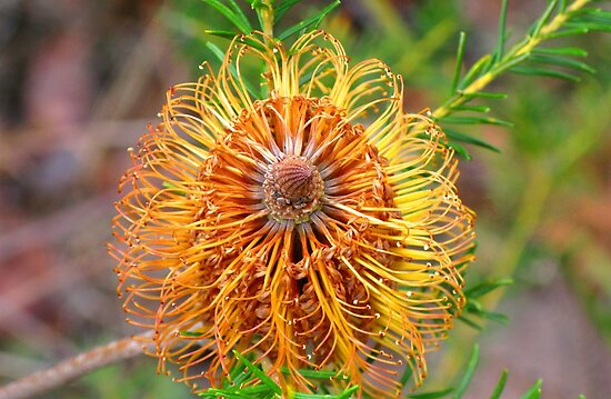 Australian Flowers Native