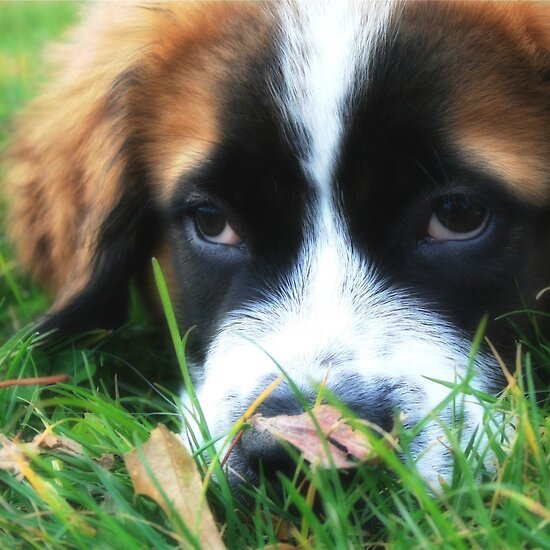 St. Bernard - Puppy Eyes by ldeiter78. Favorite · Report Concern; Share This
