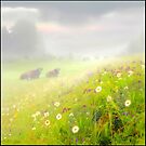 Meadow's Mist