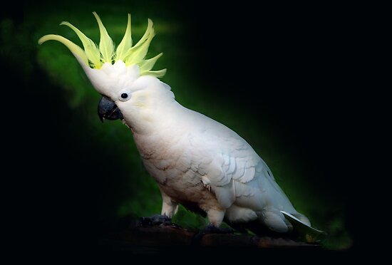 sulfur crested cockatoo plays