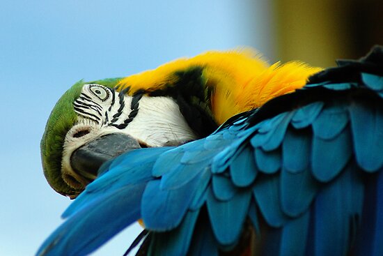 Macaws+for+sale