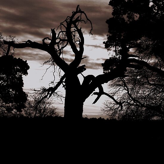 tree silhouette pictures. Tree Silhouette. belongs to
