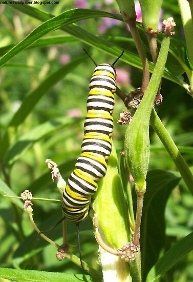 black and white caterpillar. lack yellow caterpillars