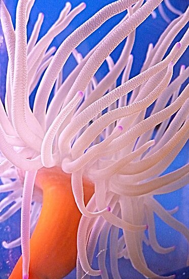 Pictures Of Sea Anemone - Free Sea Anemone pictures 