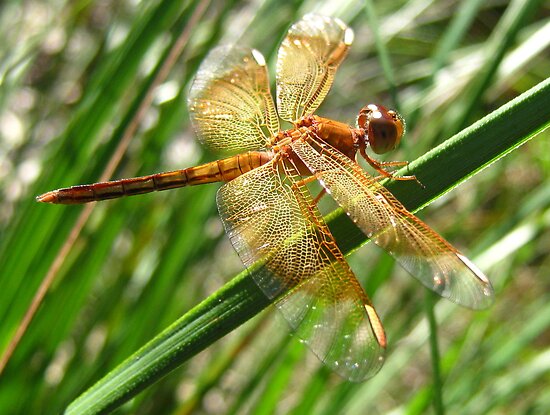 dragonfly wings. Dragonfly Wings by Vanessa