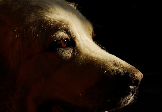 pyrenees mountain dog. Pyrenean Mountain Dog by