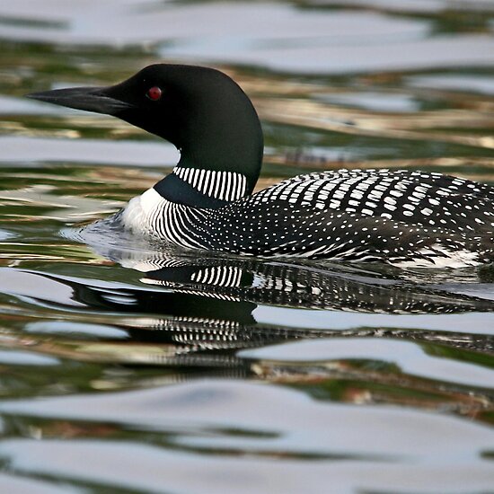 common loon winter. makeup Immature Common Loon