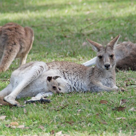 kangaroos in australia. Kangaroos, NSW, Australia