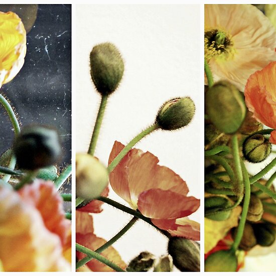 Poppys by K.D. Hemi