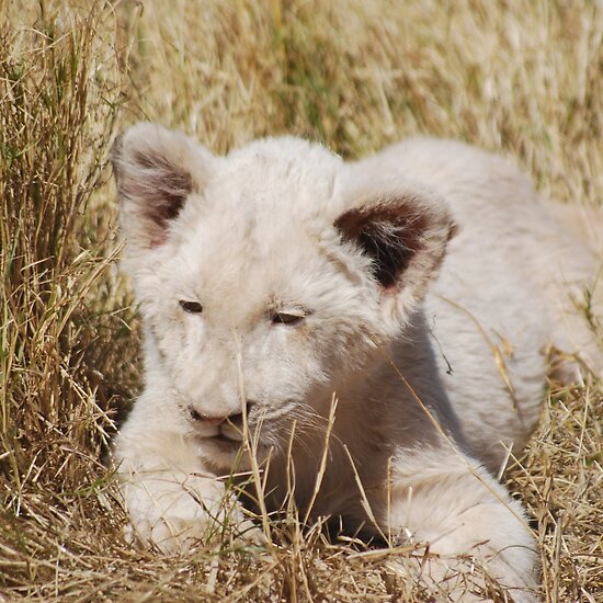 white lion cubs photos. White Lion Cub by laureenr