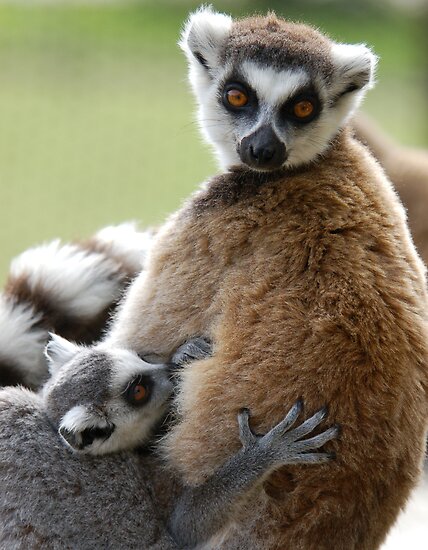Lemur+love