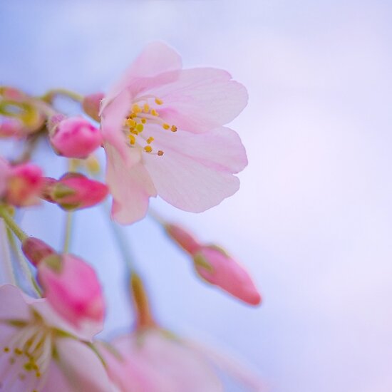 images of flowers and their names. Flowers And Their Names