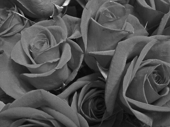 Pictures Of Roses In Black And White. Dozen Roses in Black and White