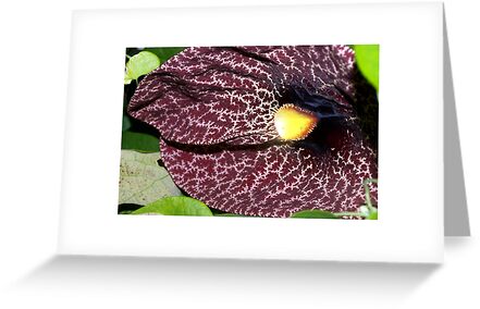 Heart shaped leaf vine with purple flower