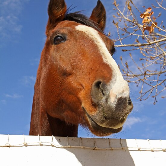 work.4310147.1.flat,550x550,075,f.thoroughbred-horse-peeking-out-over-the-fence.jpg