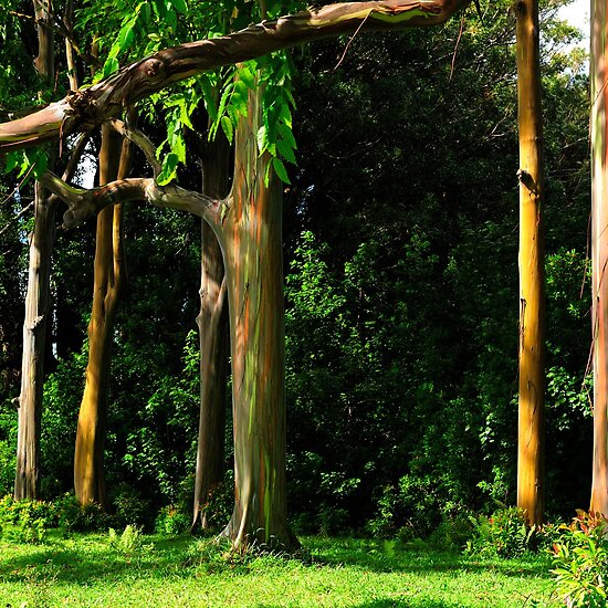 The Rainbow Eucalyptus  - الكافور قوس قزح .. نبات مدهش  Work.4342170.2.flat,550x550,075,f.rainbow-eucalyptus