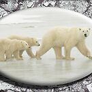November Polar Bear by David Booth
