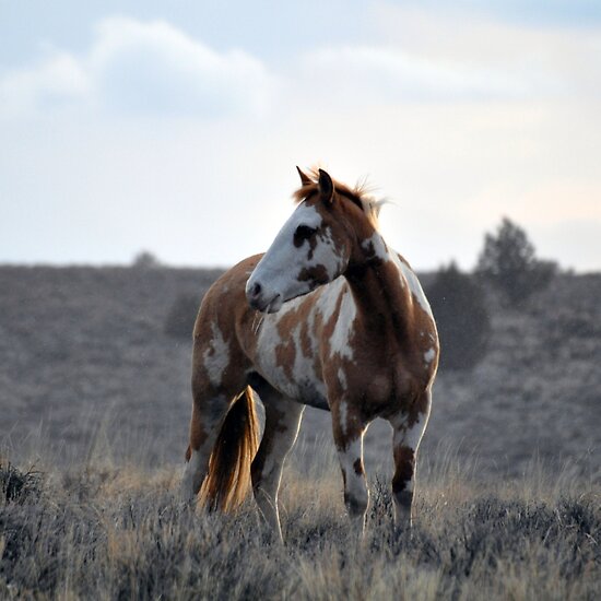 Mustang couple Work.4708815.1.flat,550x550,075,f.mustang-mare-on-the-south-steens