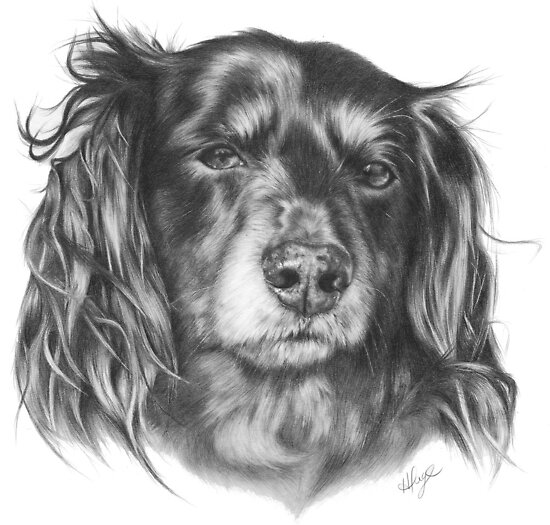 long haired dachshund black and brown. long haired dachshund black