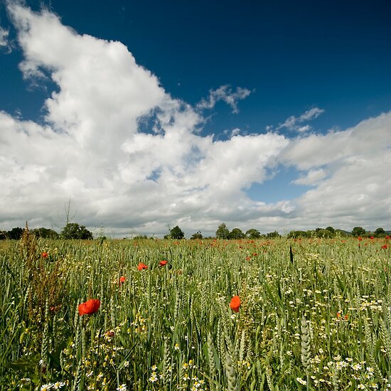 Herefordshire UK by Dave