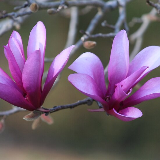 japanese magnolia tree pictures. Flowering Japanese Magnolia