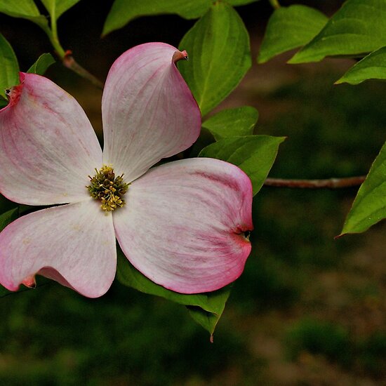 Dogwood+blossom