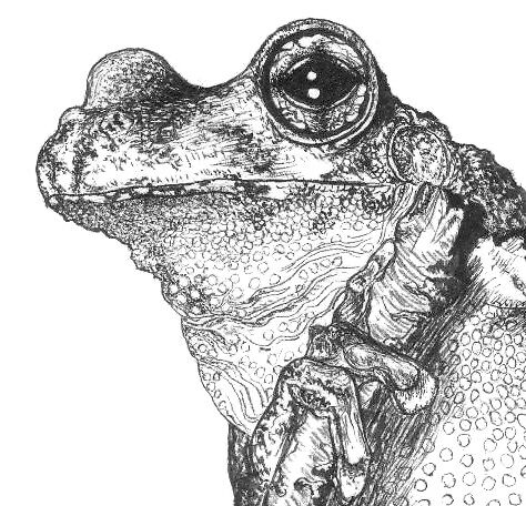tree frog drawing. Black ink on Canson drawing